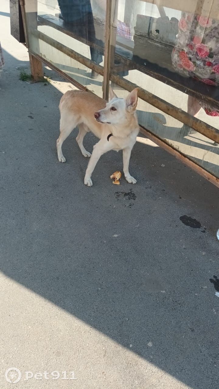 Найдена собака в Туле — фото объявления