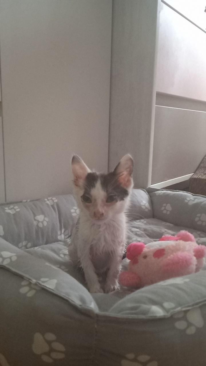 Пропала кошка в Кирове — фото объявления