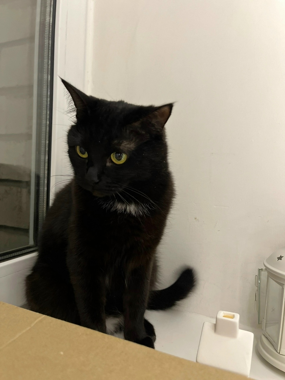 Пропала кошка в Кирове — фото объявления