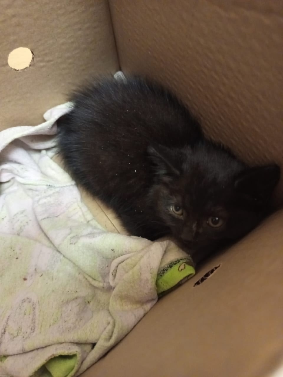 Найдена собака в Кирове — фото объявления