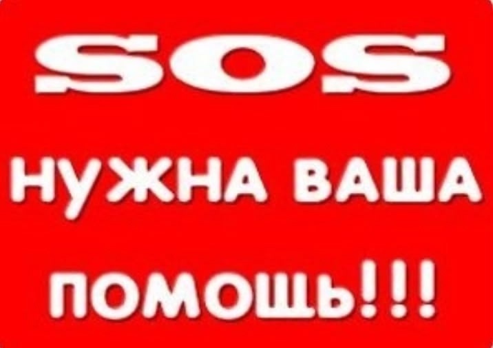 Пропала кошка в Кирове — фото объявления