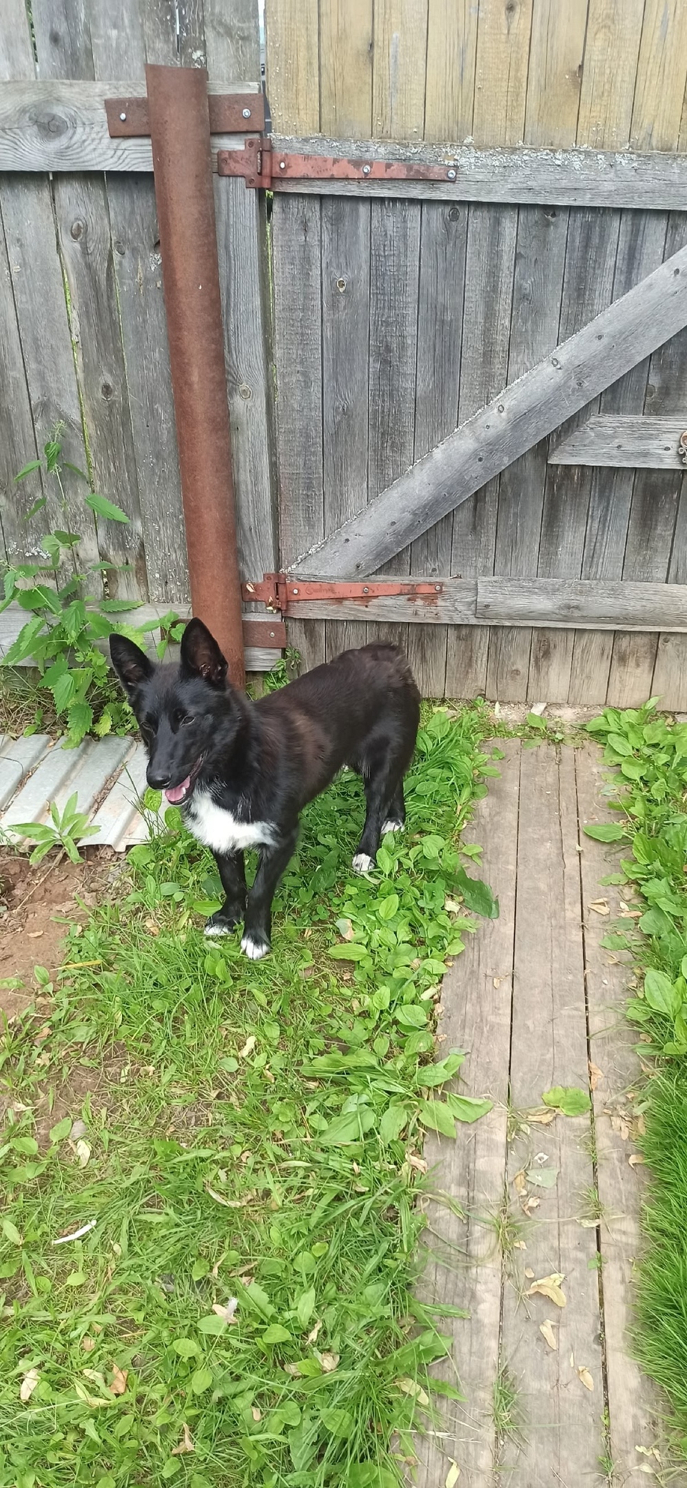 Пропала собака в Кирове — фото объявления