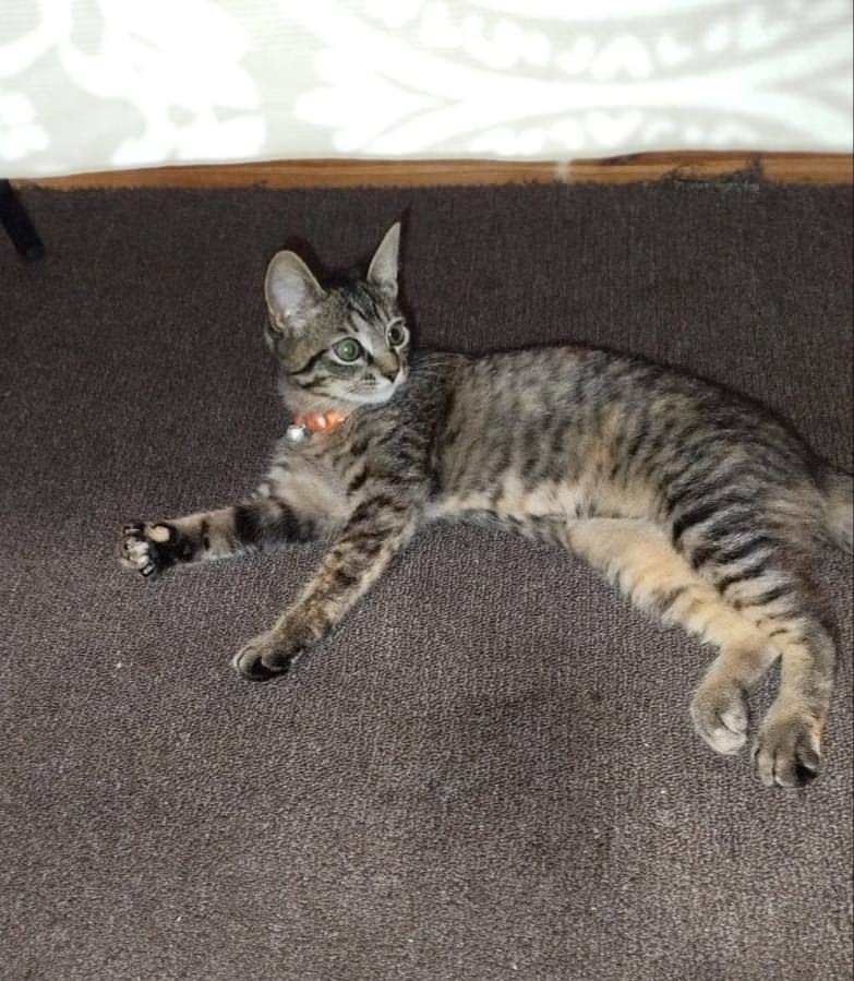 Пропала кошка в Кирове — фото объявления