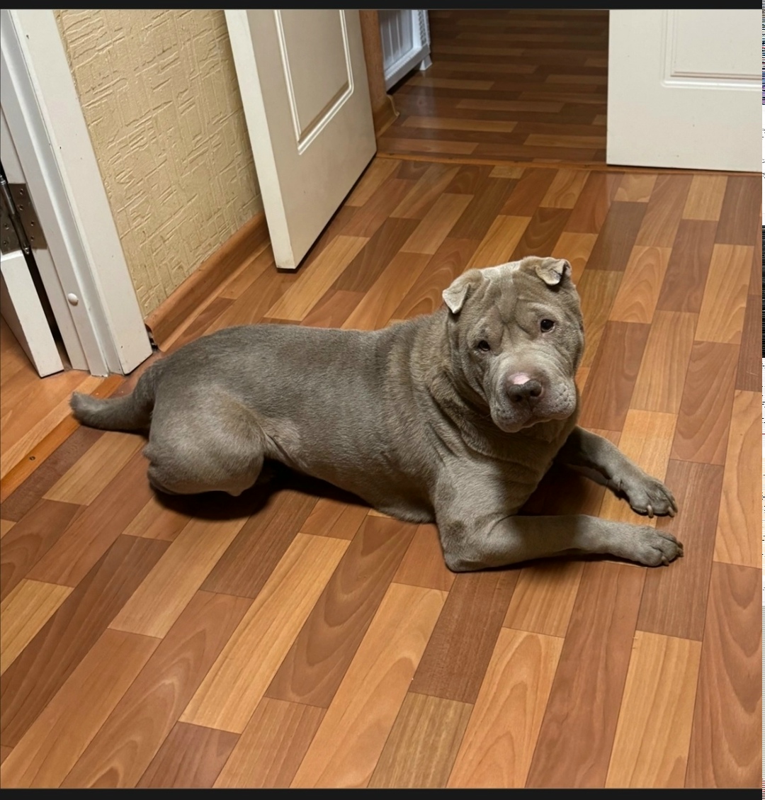 Пропала собака в Кирове — фото объявления