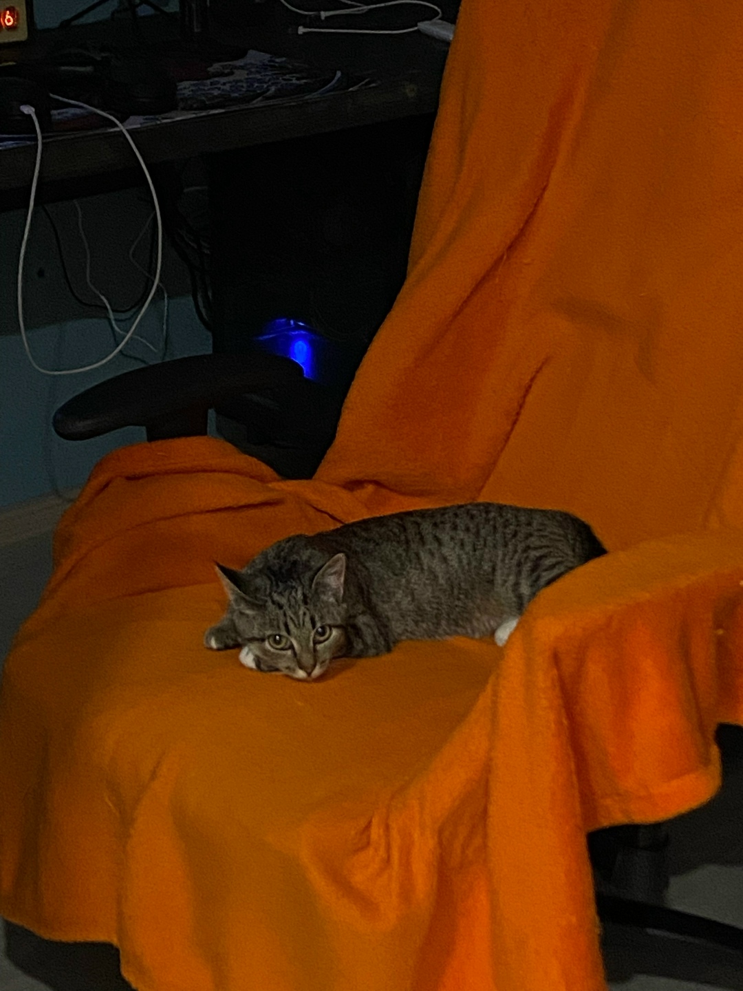 Пропала кошка в Кирове — фото объявления