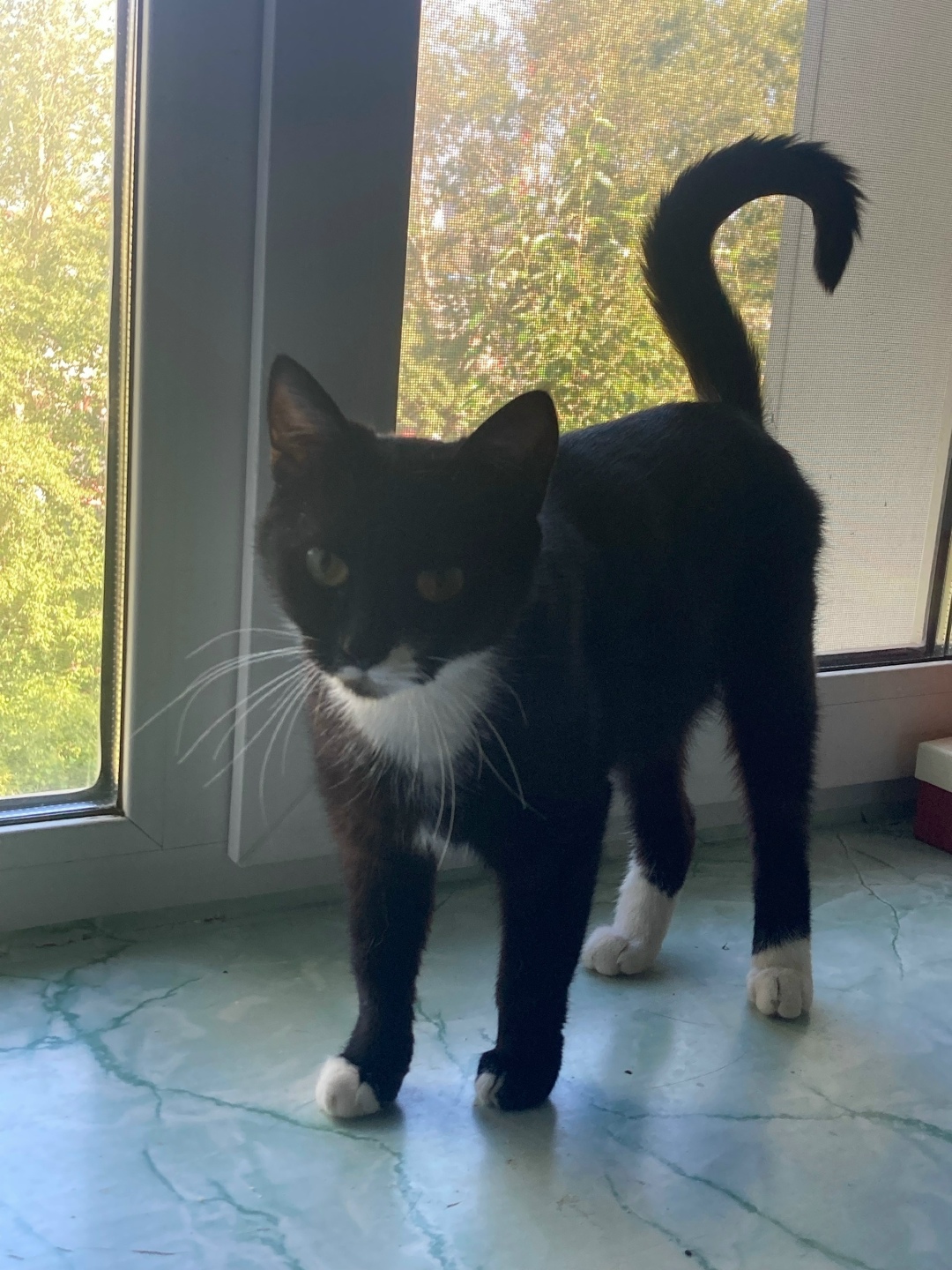 Найдена собака в Кирове — фото объявления