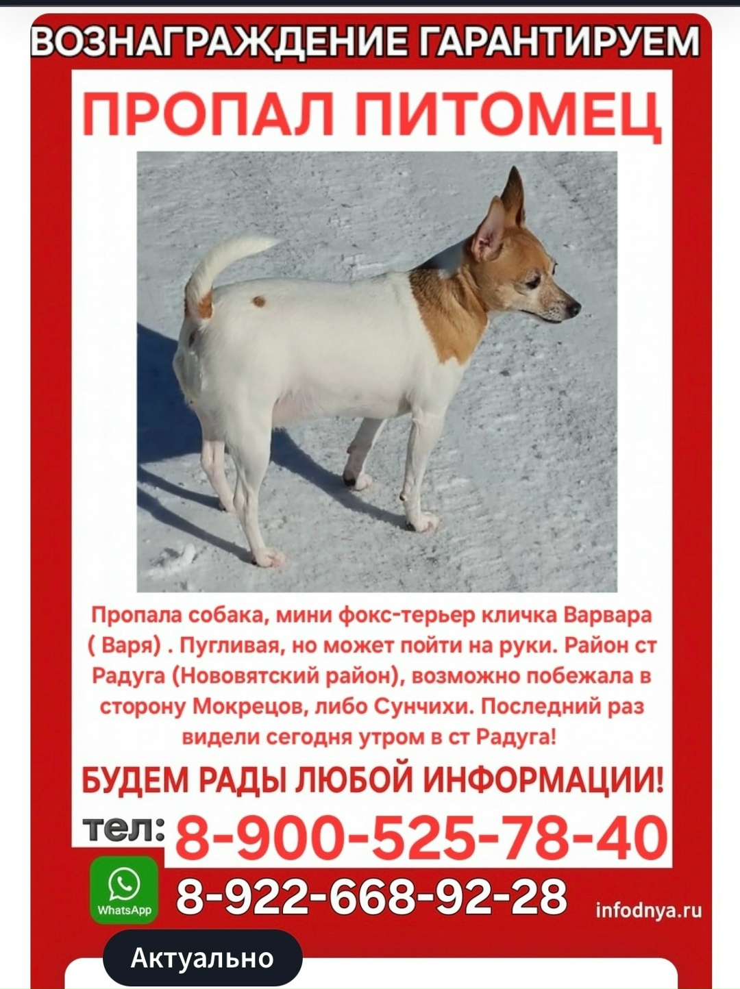 Пропала собака в Кирове — фото объявления