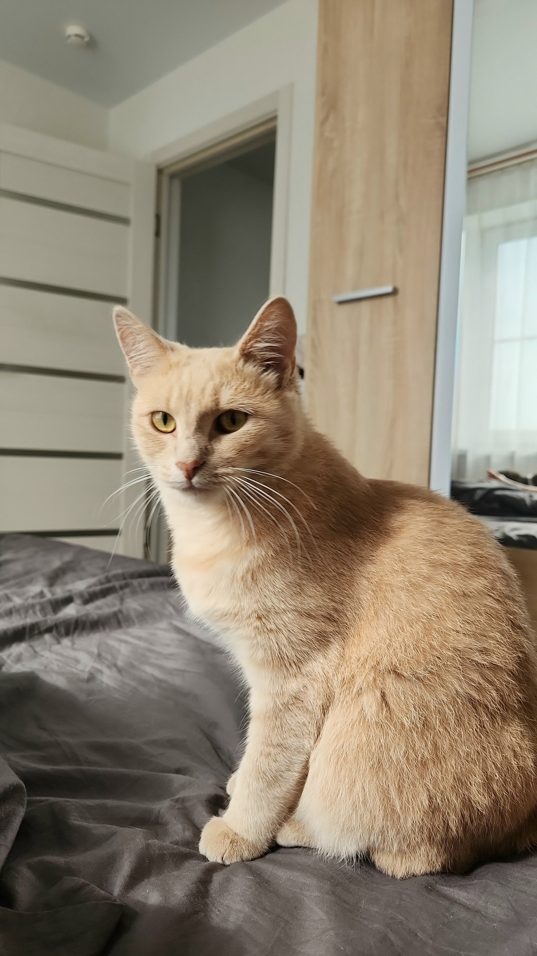 Пропала кошка в Кирове — фото объявления