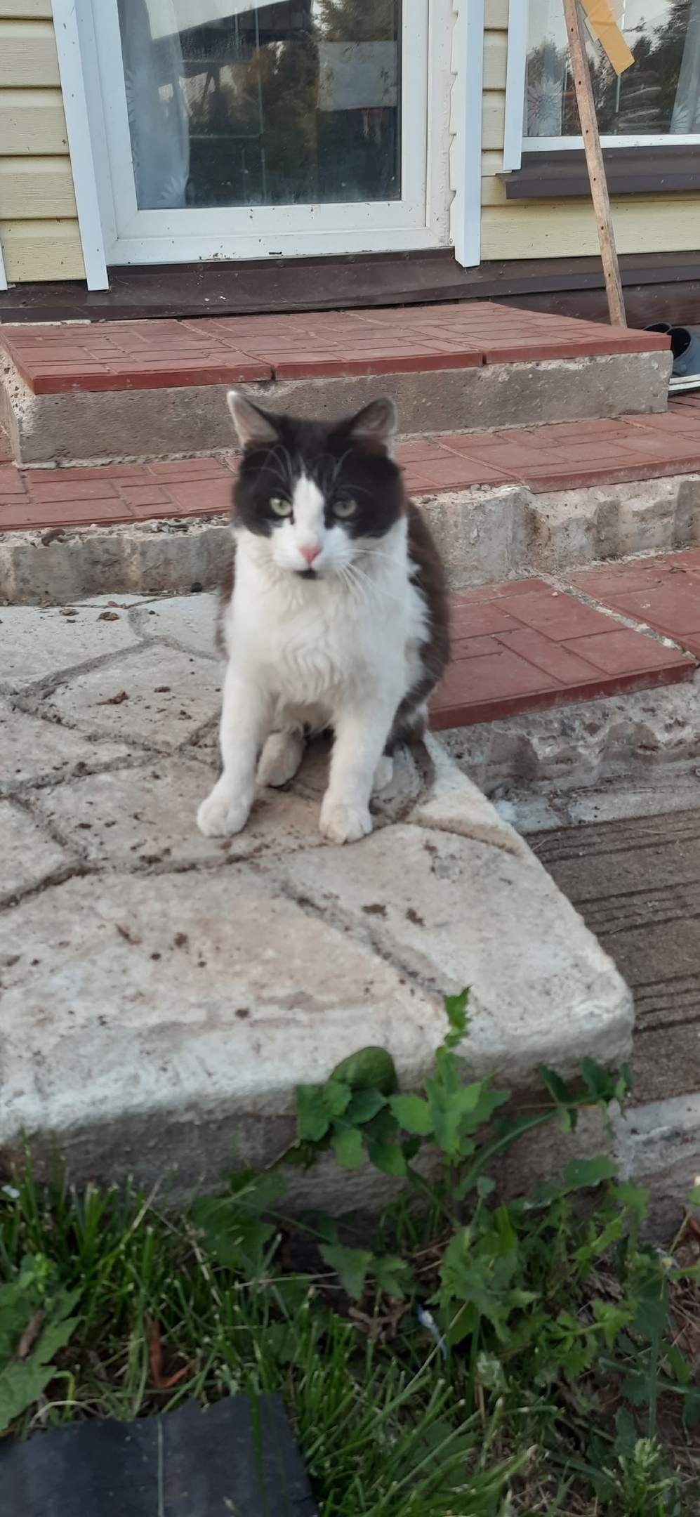 Найдена кошка в Кирове — фото объявления