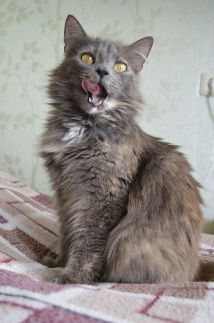 Найдена кошка в Кирове — фото объявления