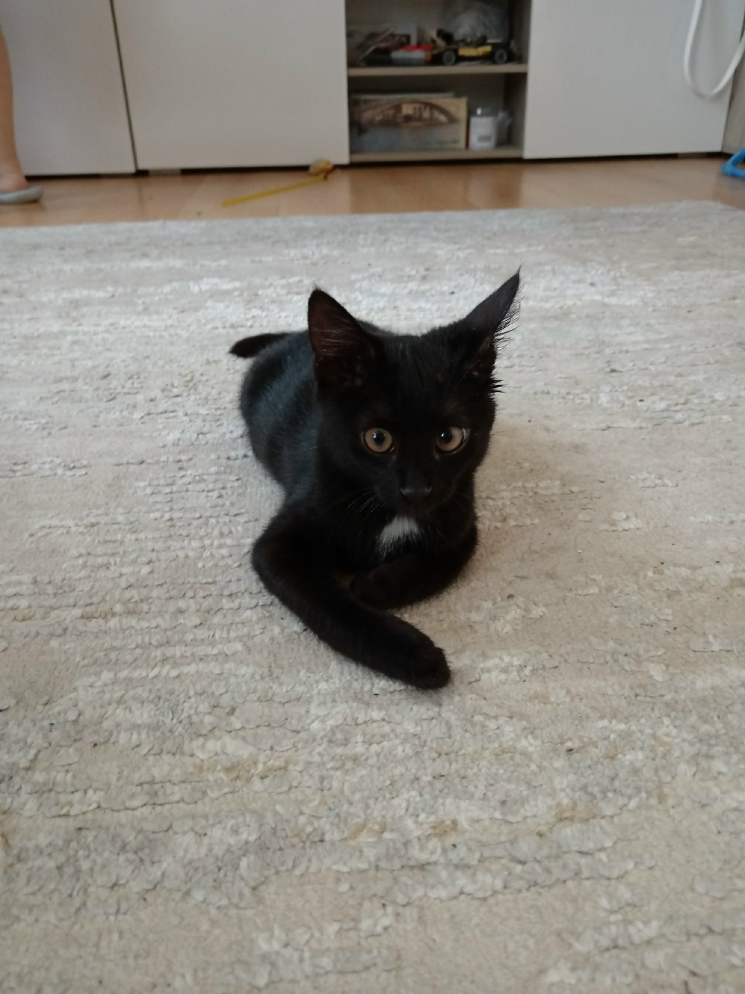 Найдена кошка в Кирове — фото объявления