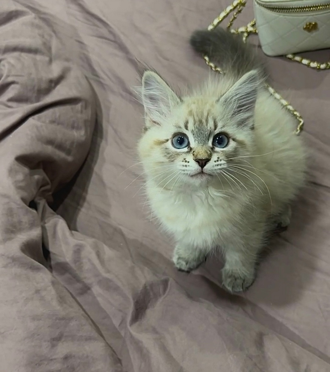 Пропала кошка в Кирове — фото объявления