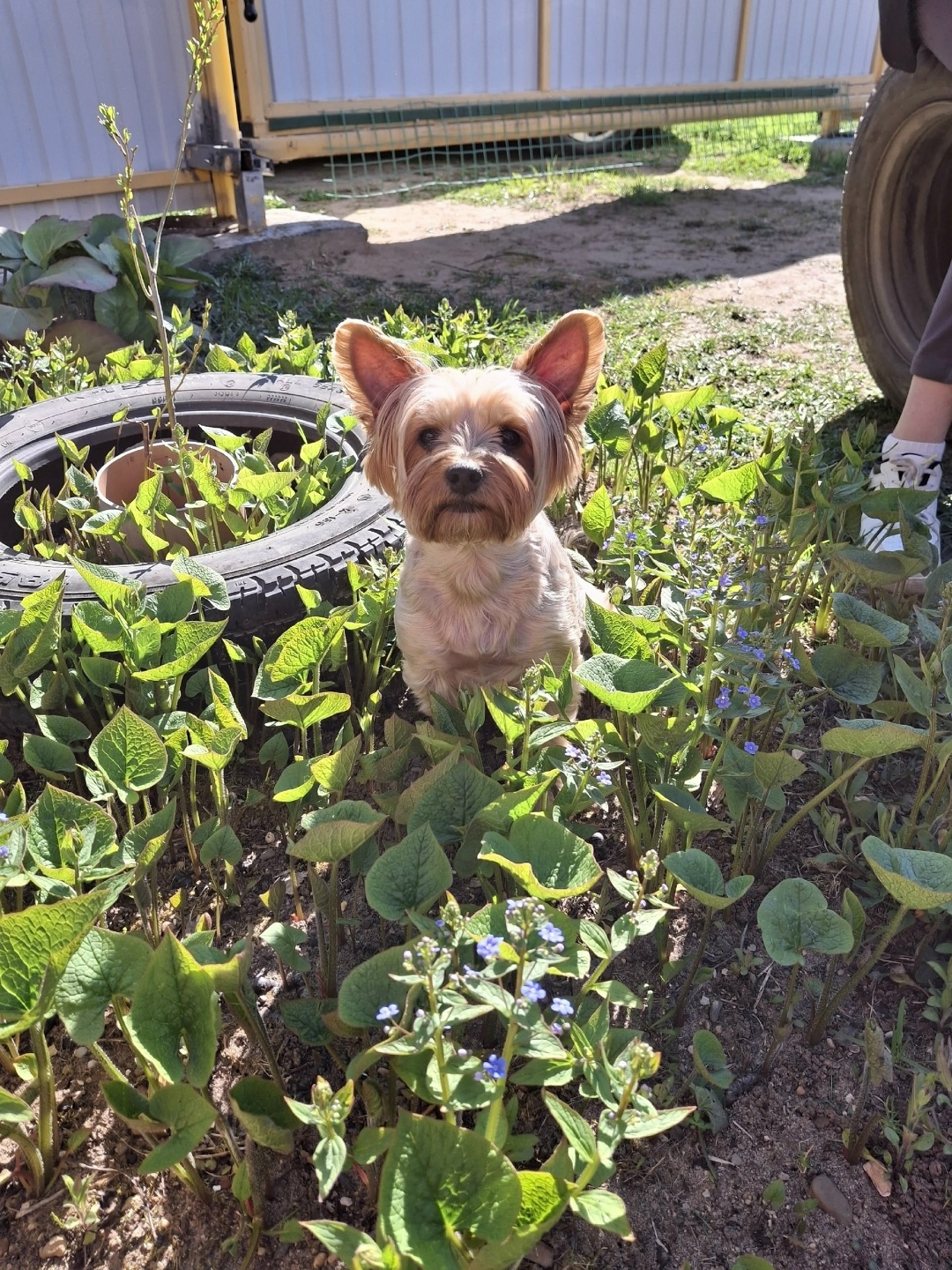 Пропала собака в Кирове — фото объявления