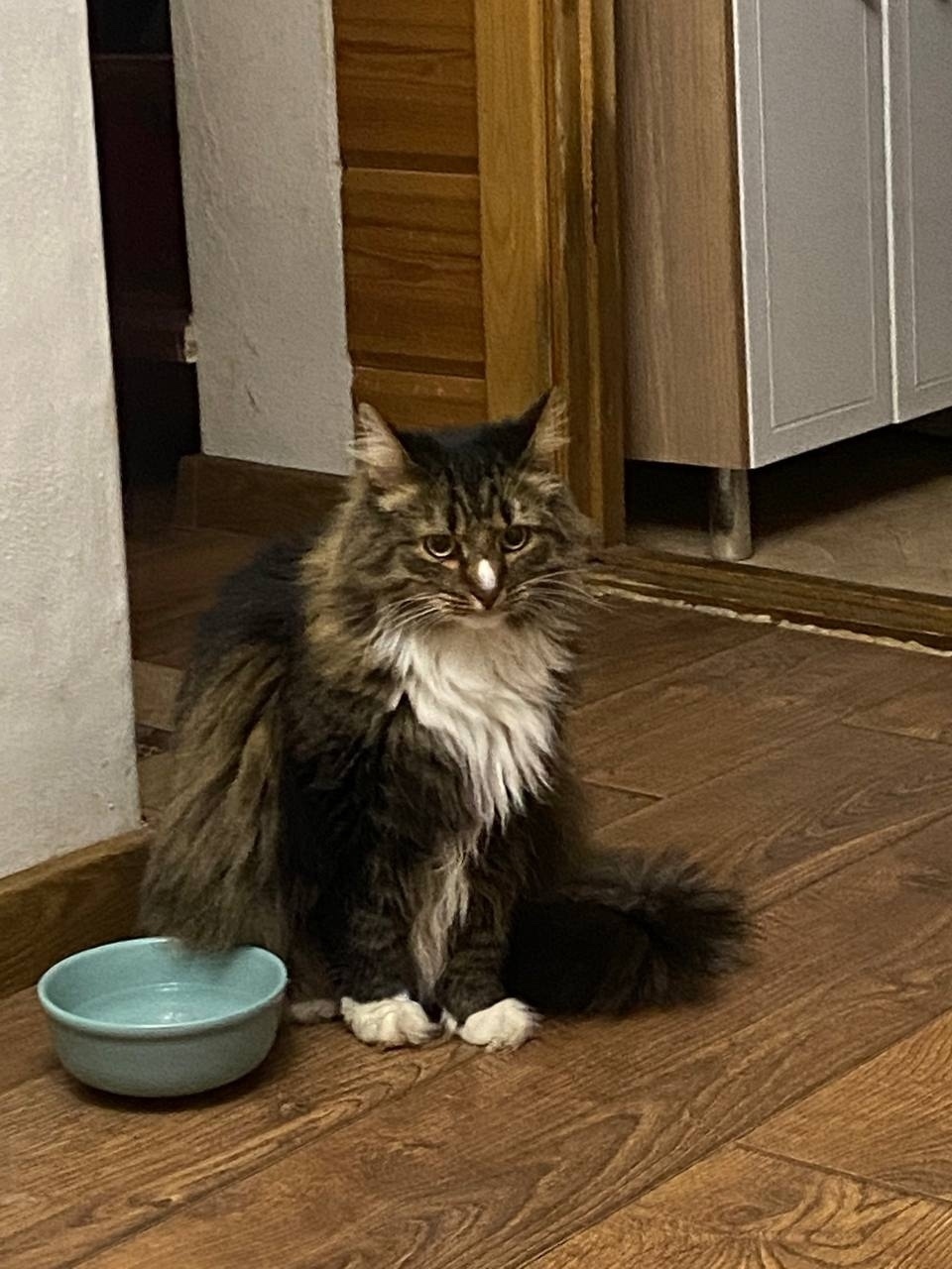 Пропала кошка в Кирове — фото объявления