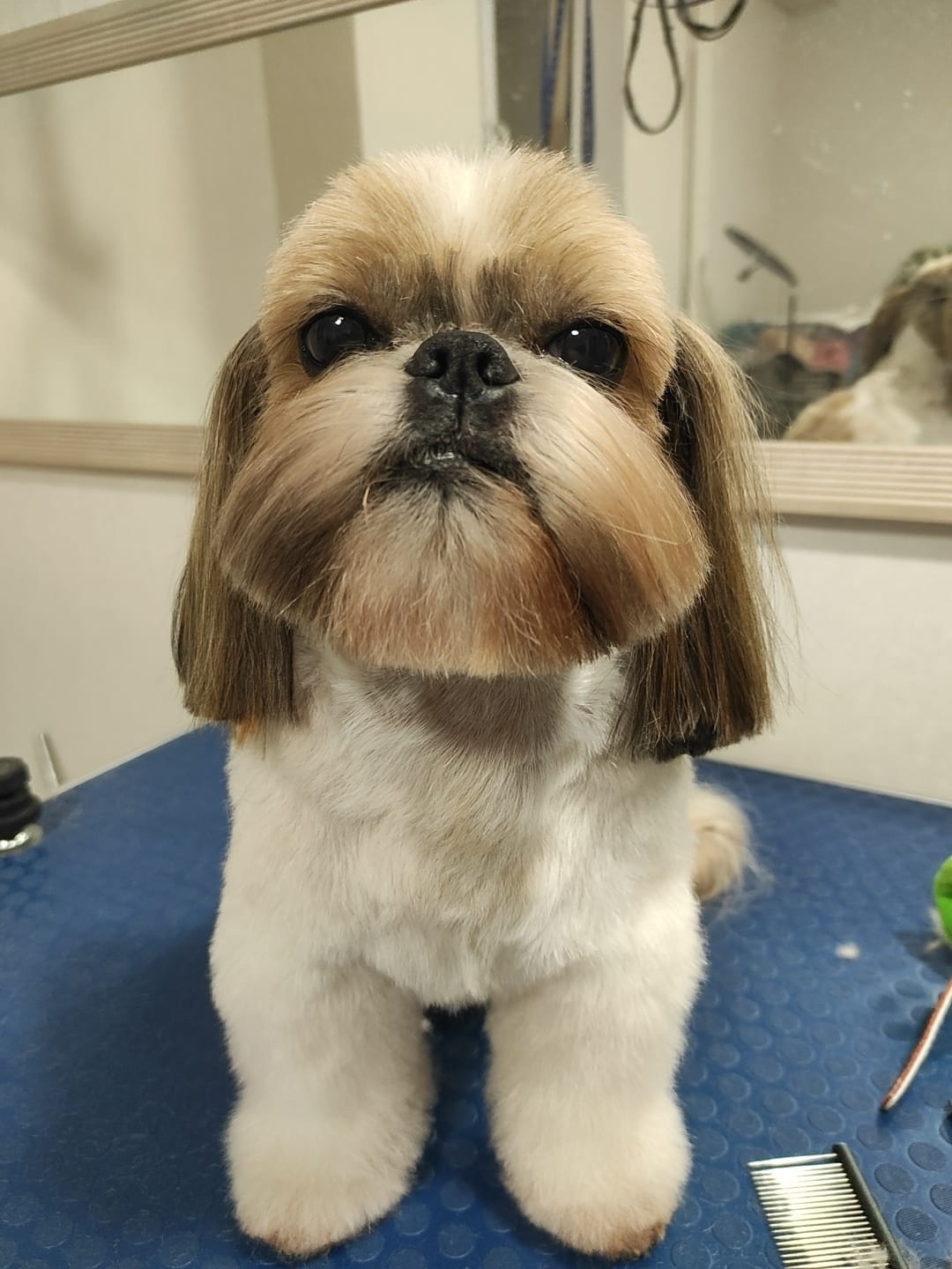 Пропала собака в Кирове — фото объявления