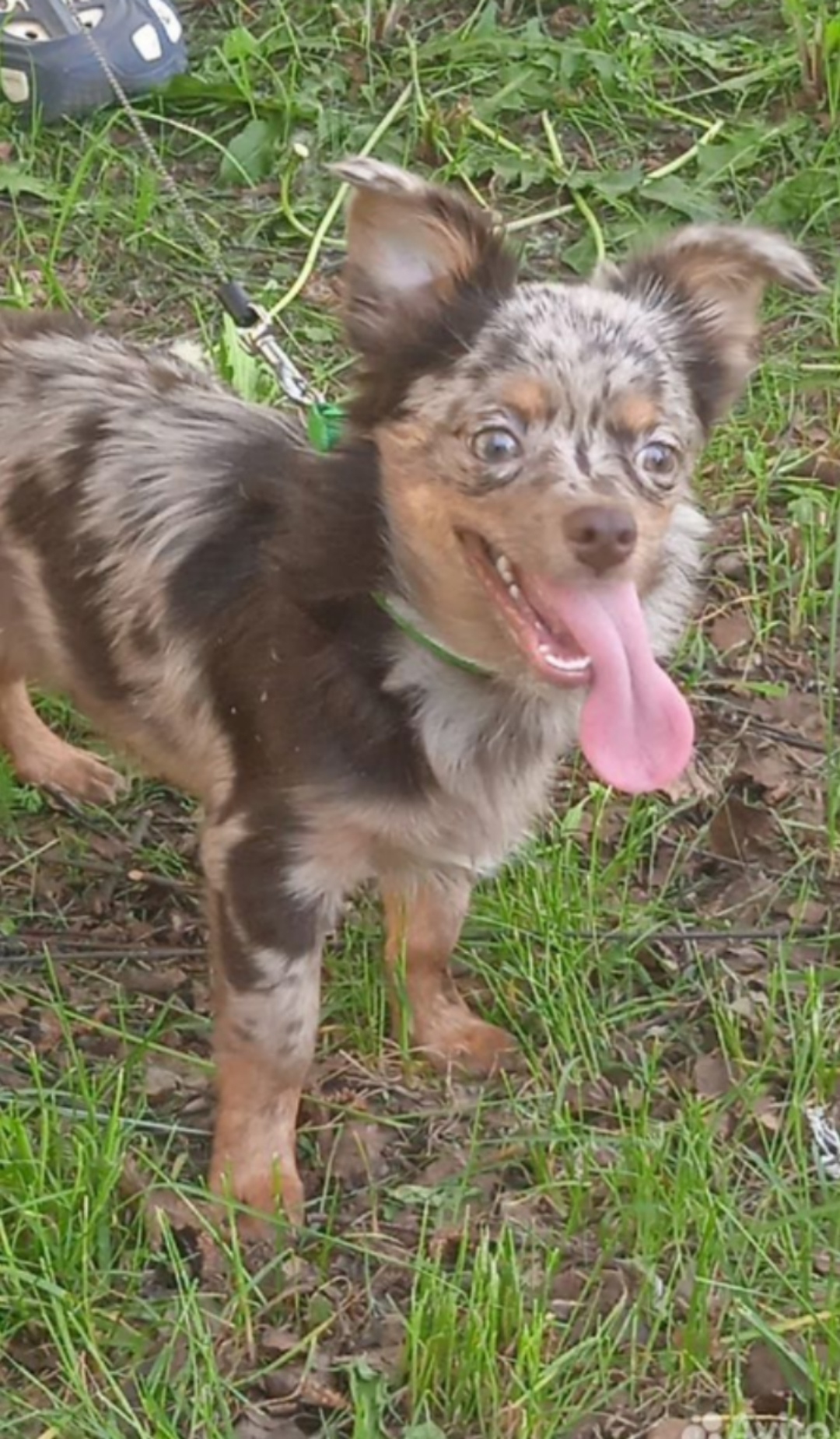 Пропала собака в Кирове — фото объявления