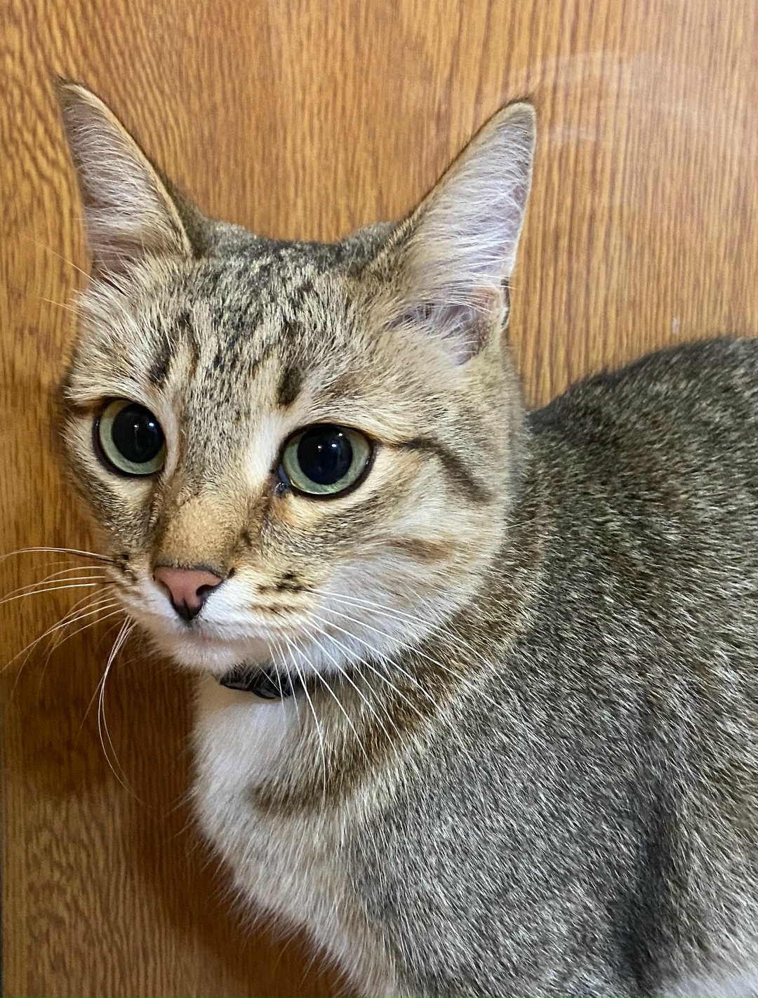 Найдена кошка в Кирове — фото объявления