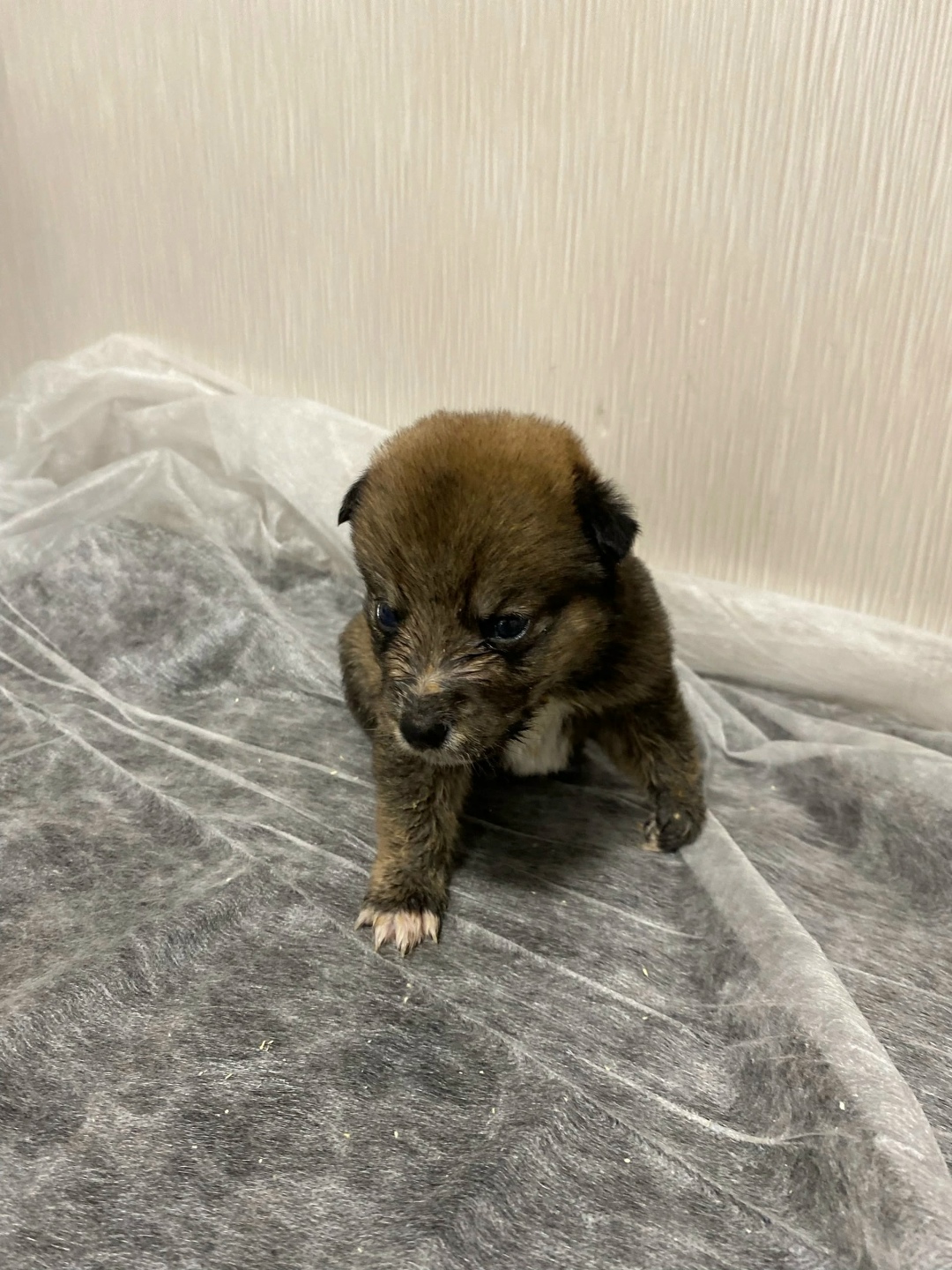 Найдена собака в Кирове — фото объявления