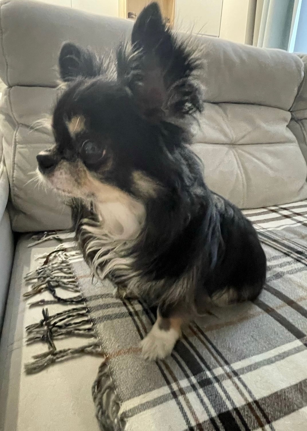 Пропала собака в Кирове — фото объявления