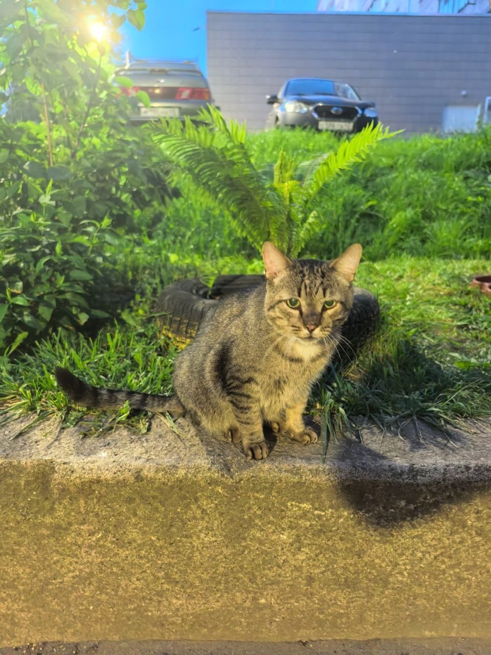 Найдена кошка в Кирове — фото объявления