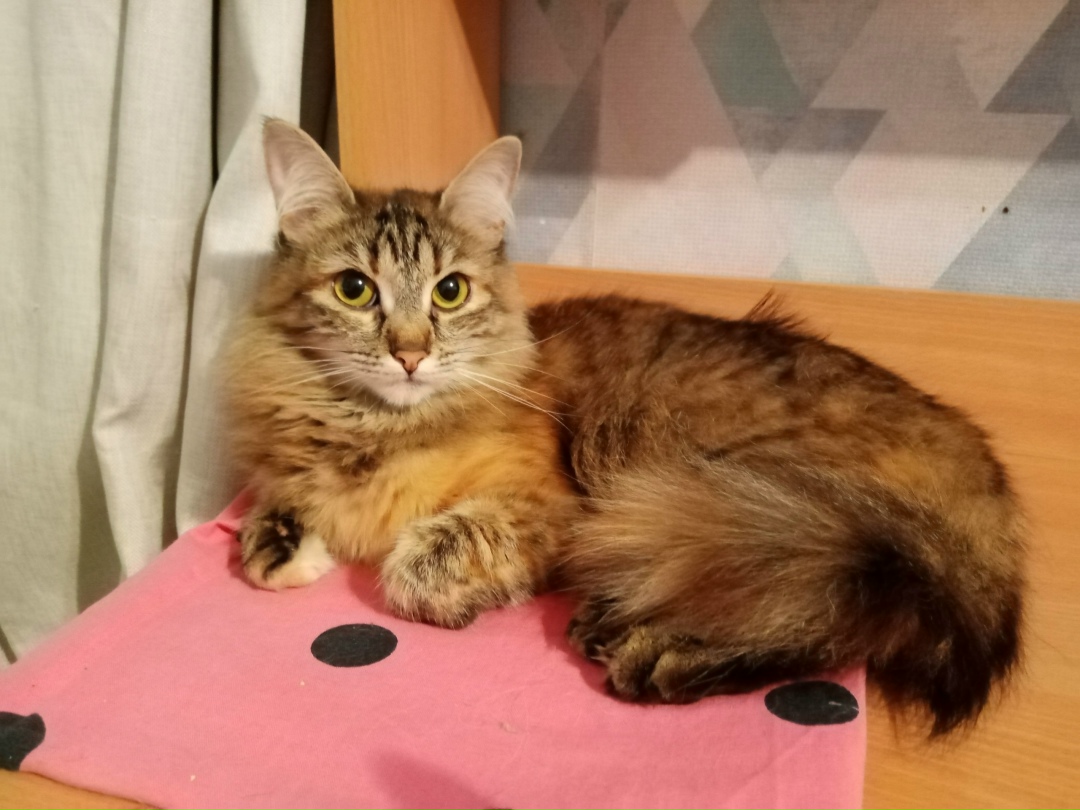 Пропала кошка в Кирове — фото объявления