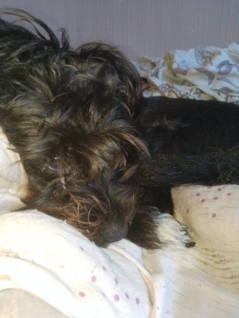 Пропала собака в Кирове — фото объявления