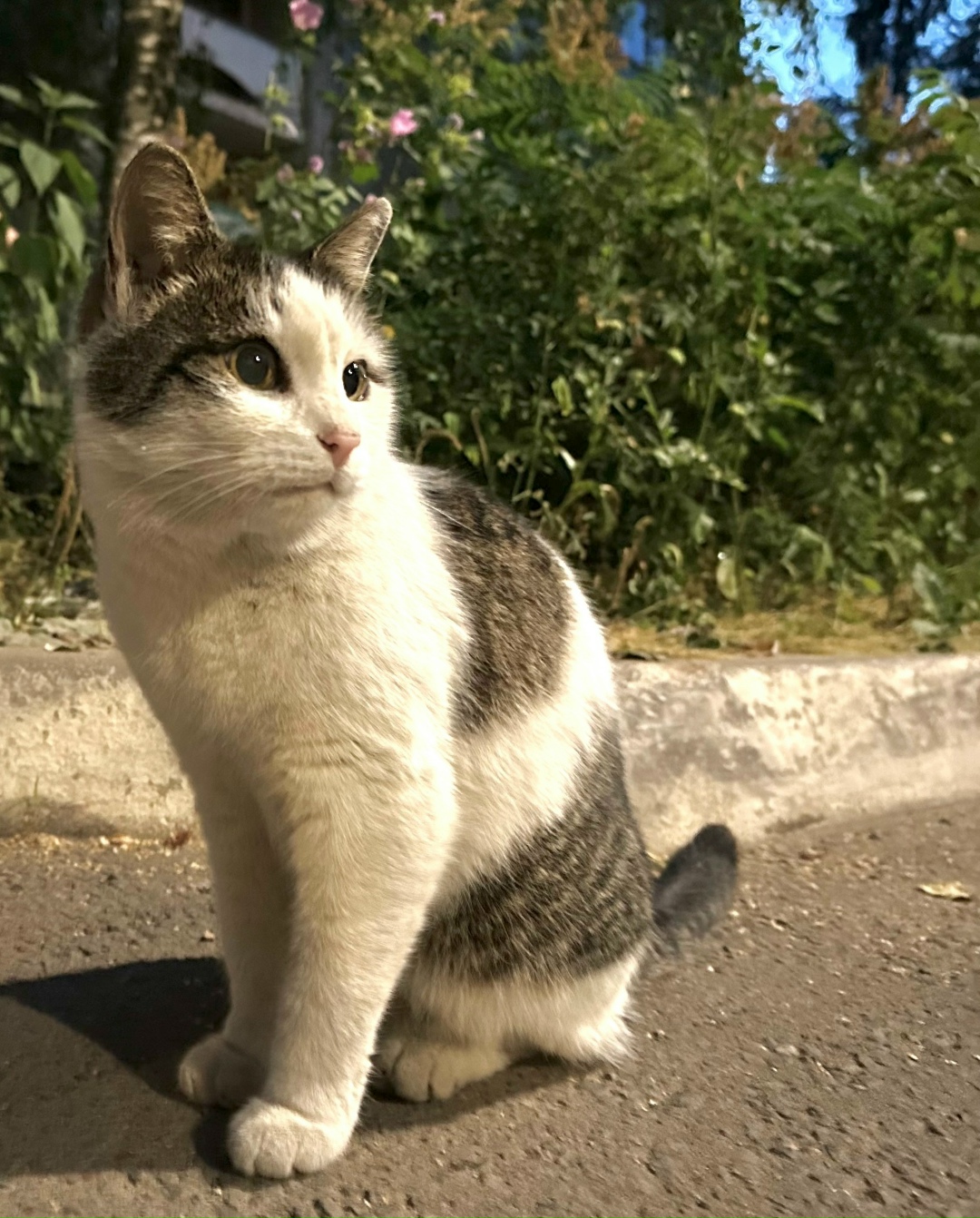 Найдена кошка в Кирове — фото объявления