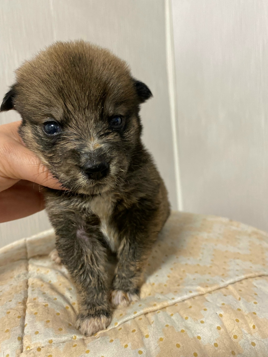 Найдена собака в Кирове — фото объявления