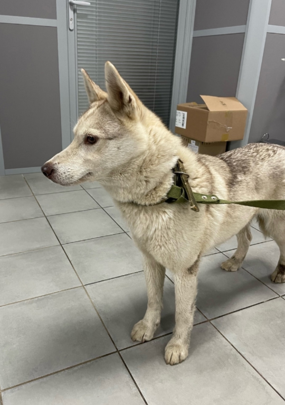 Найдена собака в Кирове — фото объявления