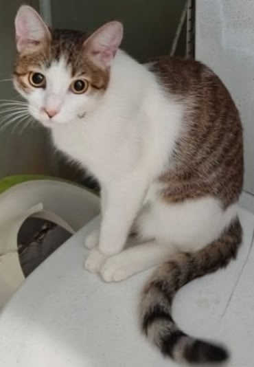 Пропала кошка в Кирове — фото объявления