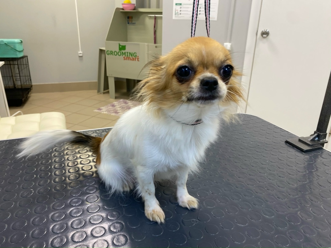 Найдена собака в Кирове — фото объявления