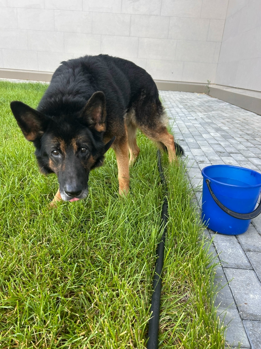 Найдена собака в Кирове — фото объявления