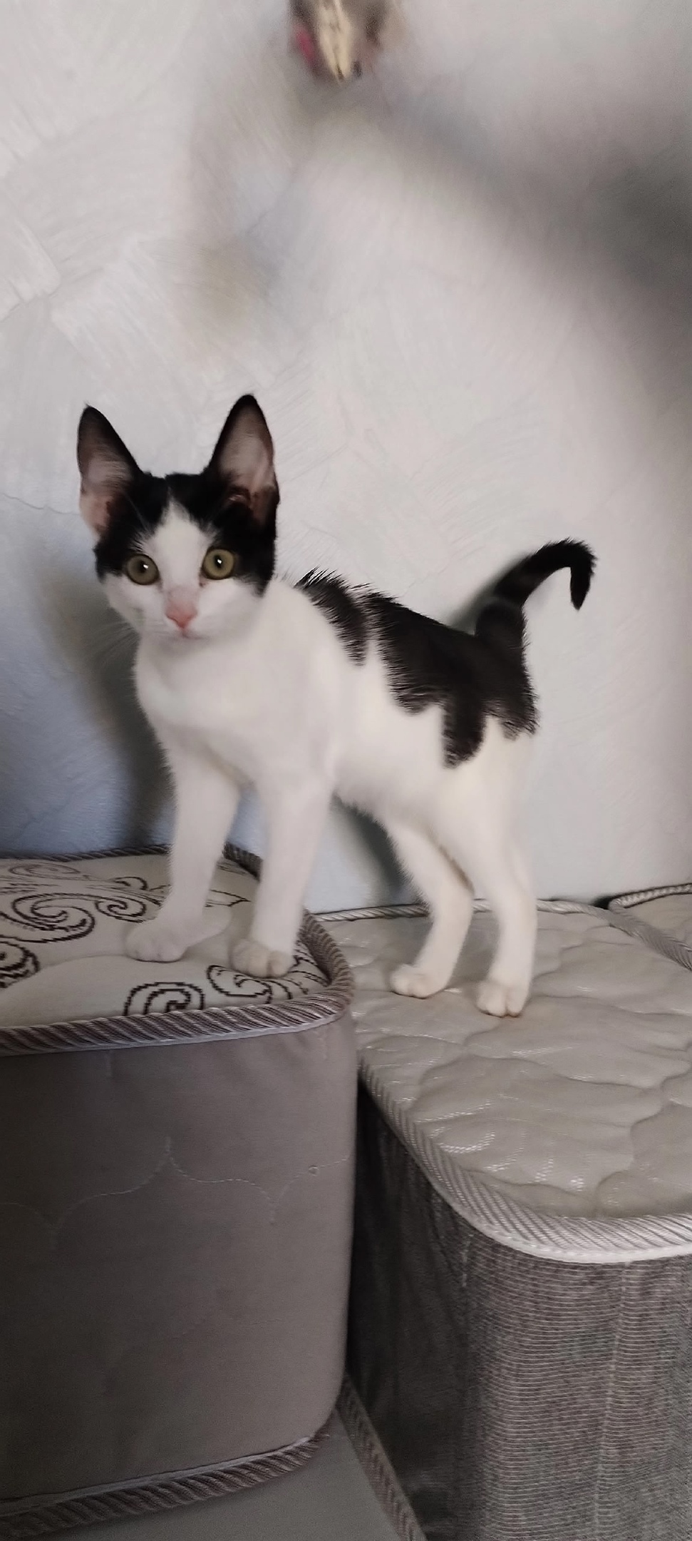 Найдена собака в Кирове — фото объявления