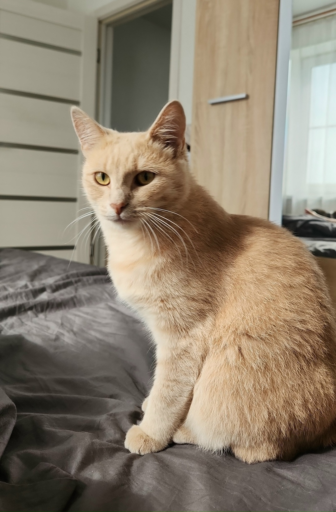 Пропала кошка в Кирове — фото объявления