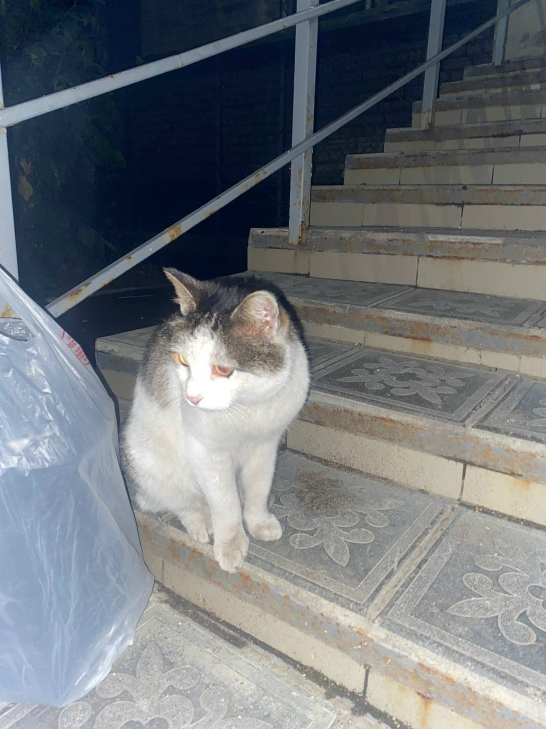 Найдена кошка в Кирове — фото объявления