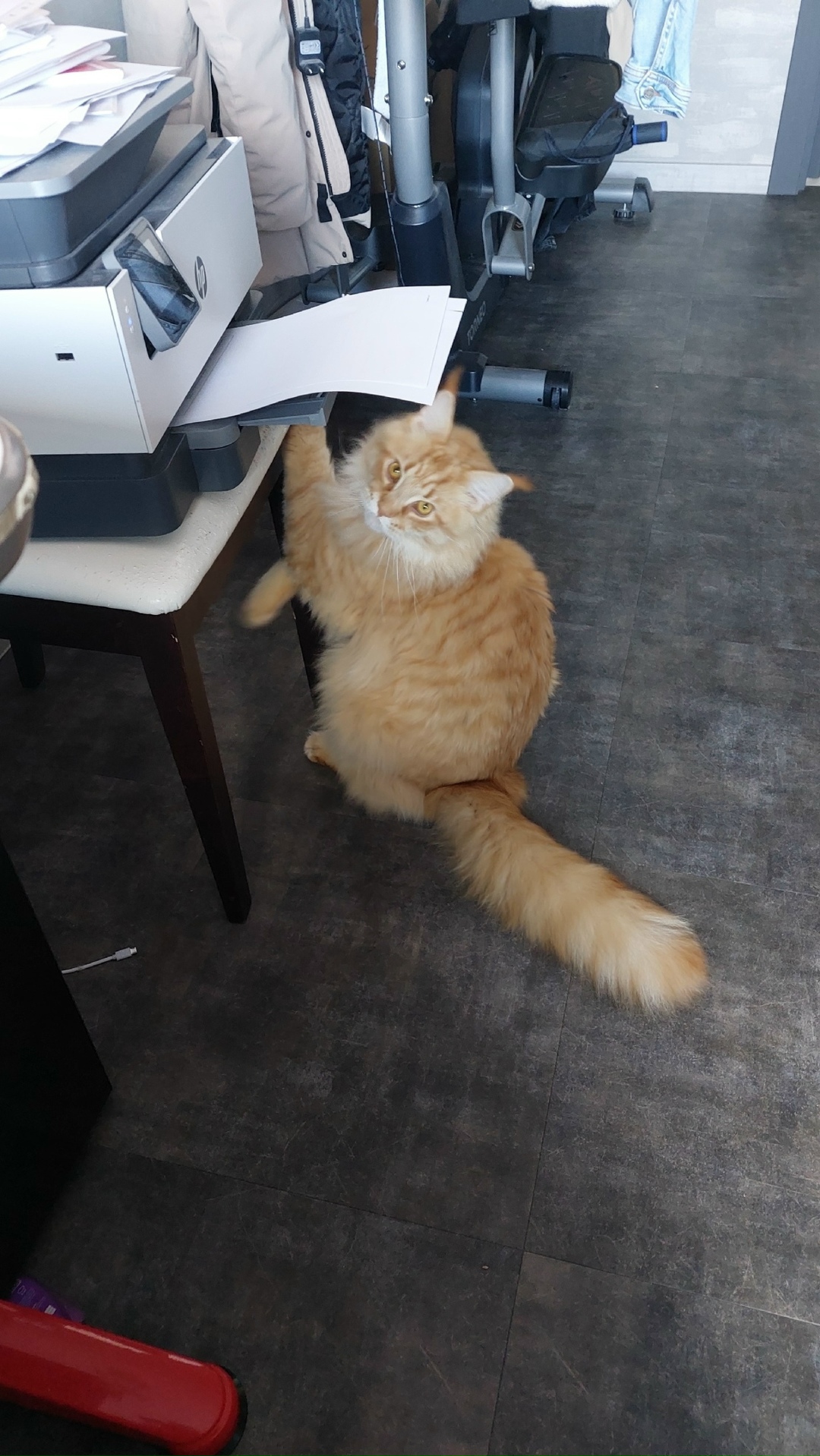 Пропала кошка в Кирове — фото объявления