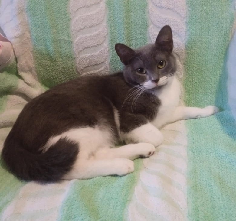 Пропала кошка в Кирове — фото объявления