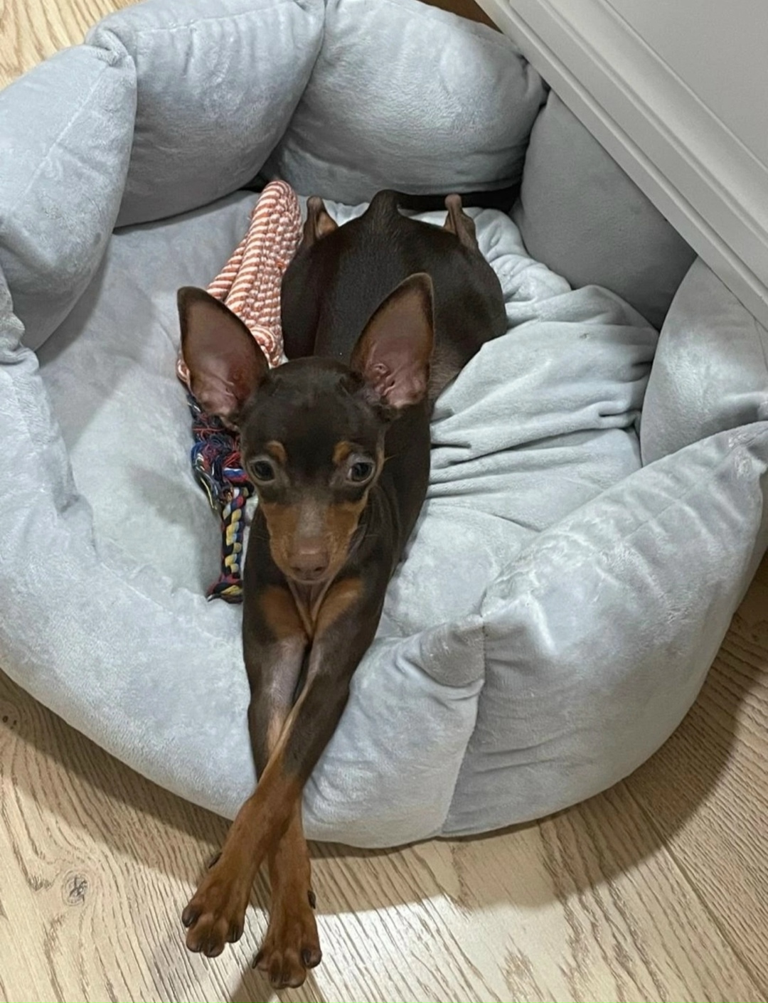 Пропала собака в Кирове — фото объявления