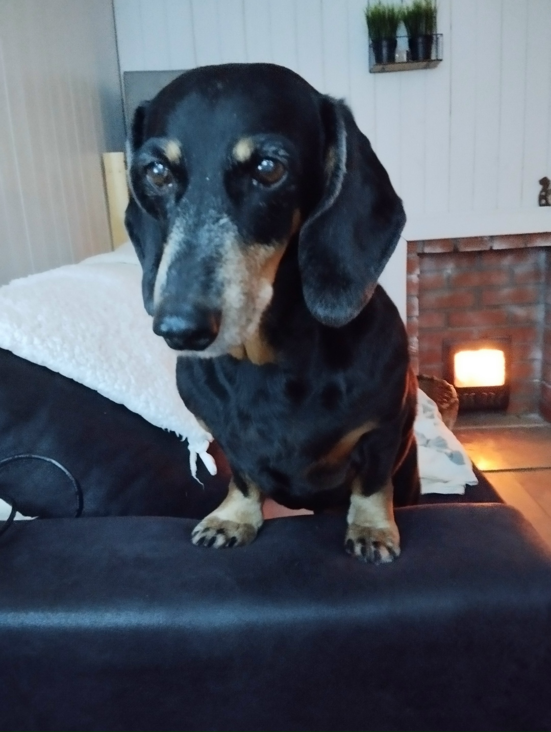 Пропала собака в Кирове — фото объявления