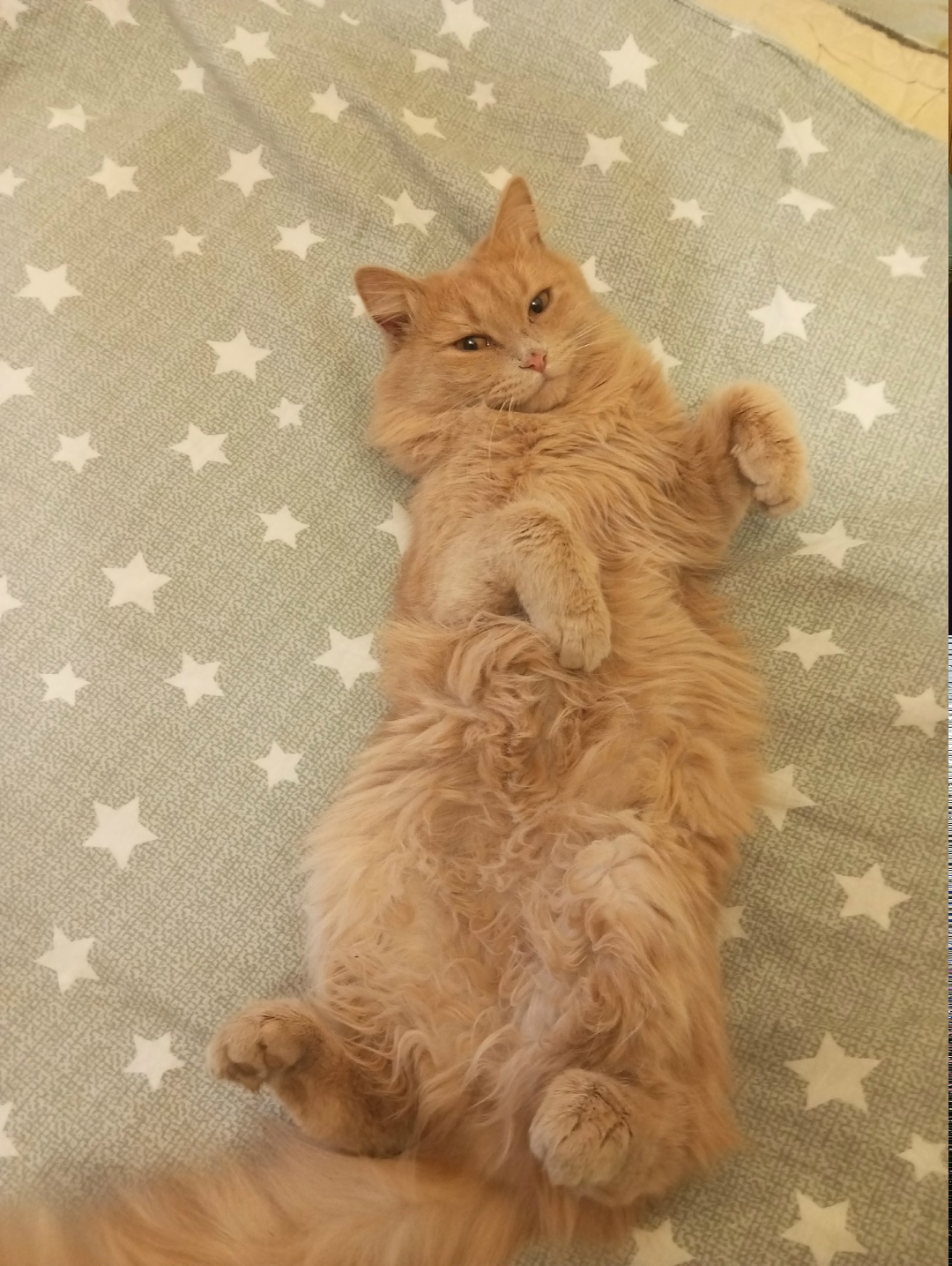 Найдена кошка в Кирове — фото объявления