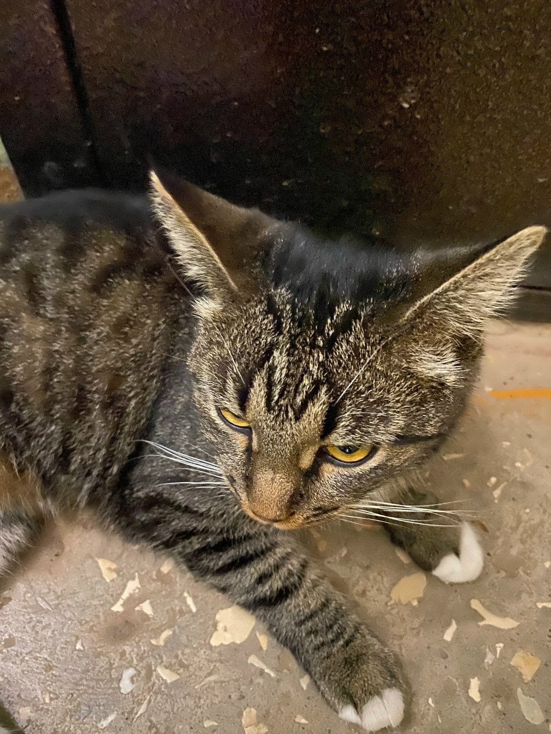 Найдена кошка в Кирове — фото объявления