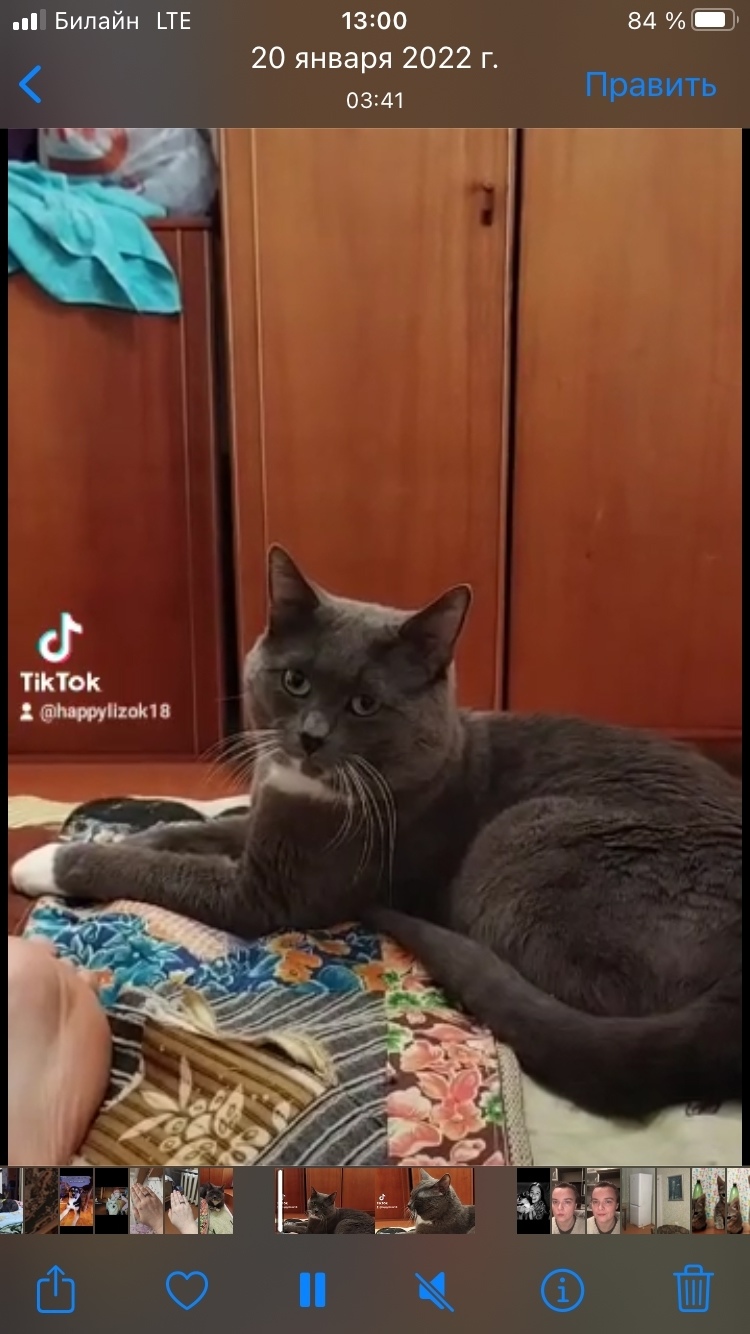 Пропала кошка в Кирове — фото объявления