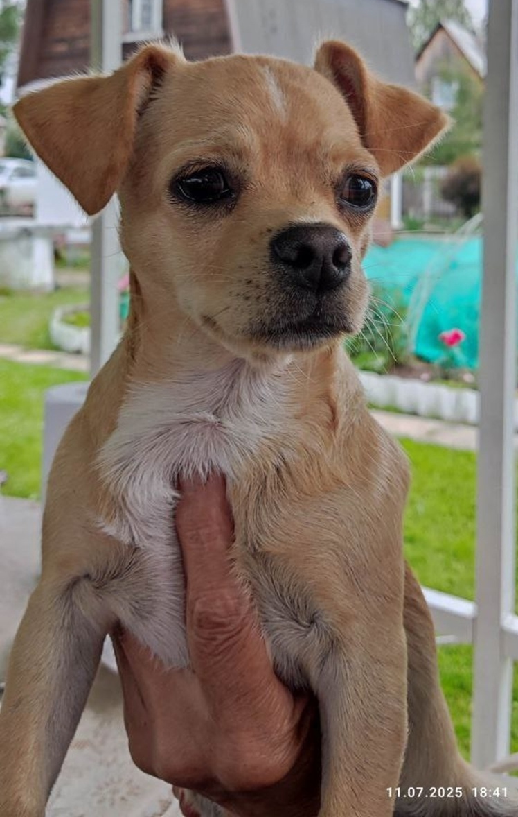 Пропала собака в Кирове — фото объявления