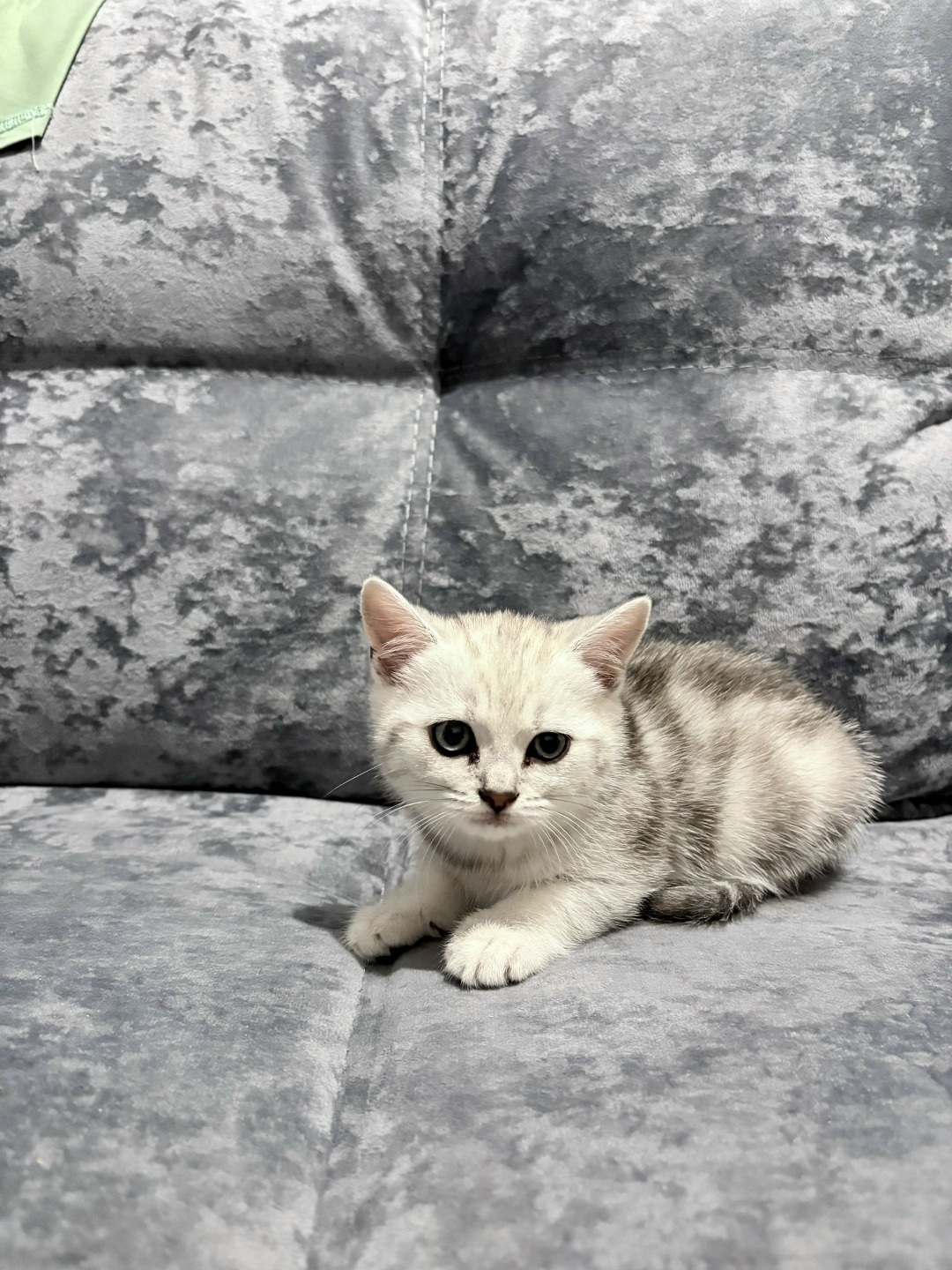 Пропала кошка в Кирове — фото объявления