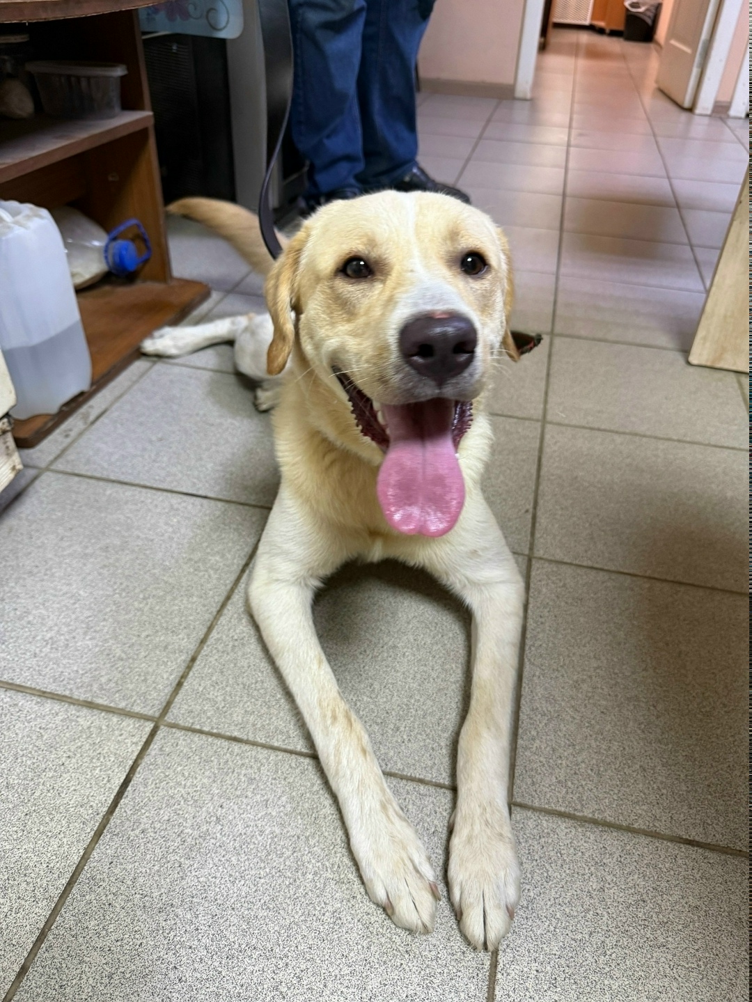 Найдена собака в Кирове — фото объявления