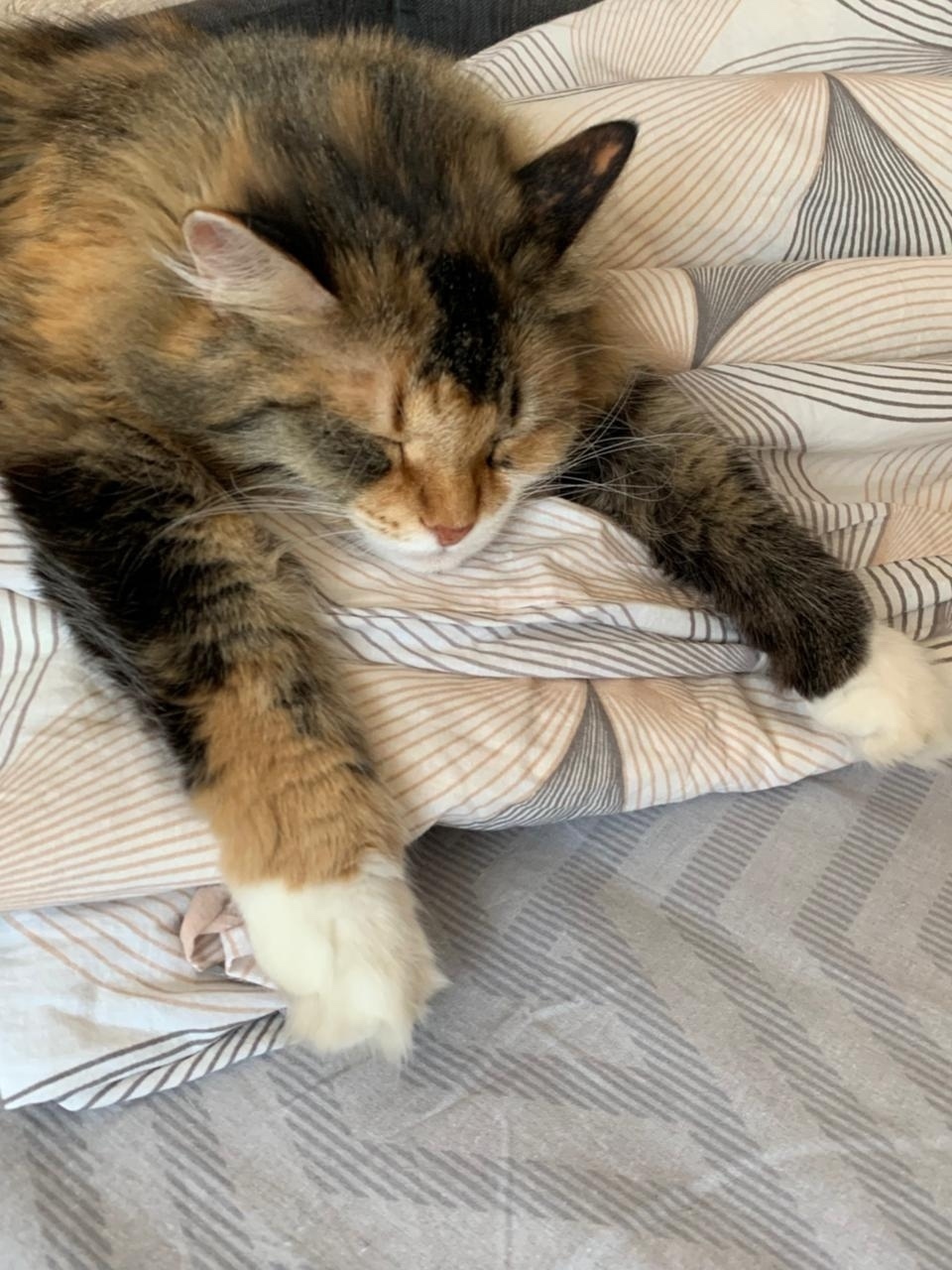 Пропала кошка в Кирове — фото объявления