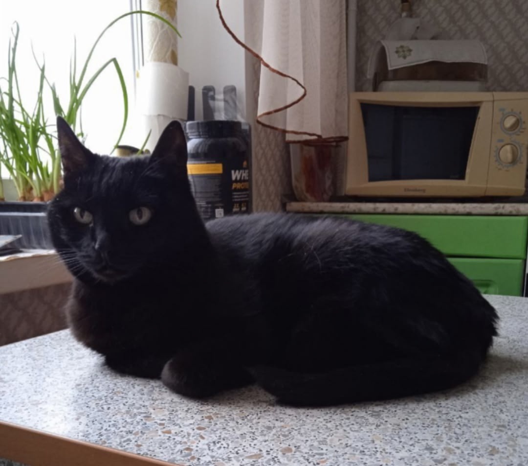 Пропала кошка в Кирове — фото объявления