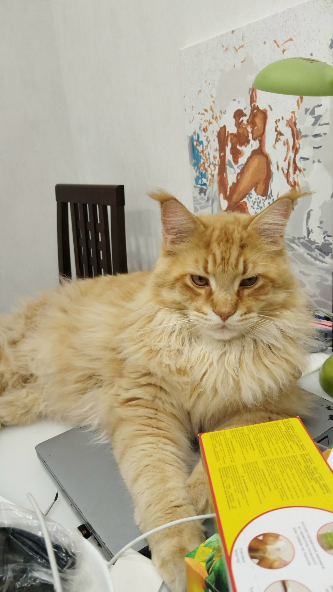 Пропала кошка в Кирове — фото объявления