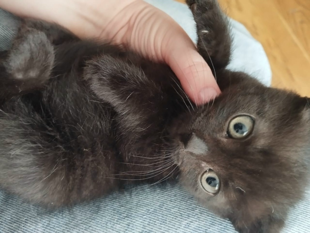 Найдена кошка в Кирове — фото объявления