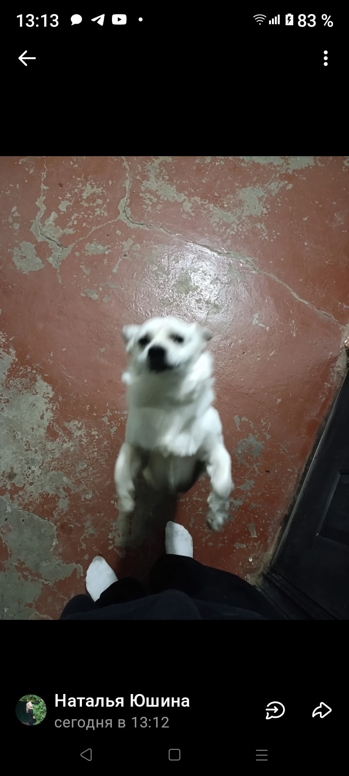 Найдена собака в Кирове — фото объявления